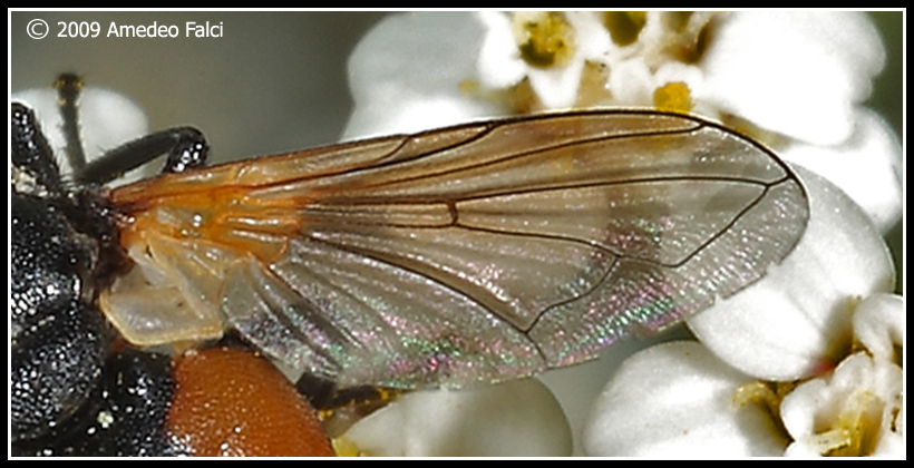 Tachinidae della Sicilia: Gymnosoma sp.